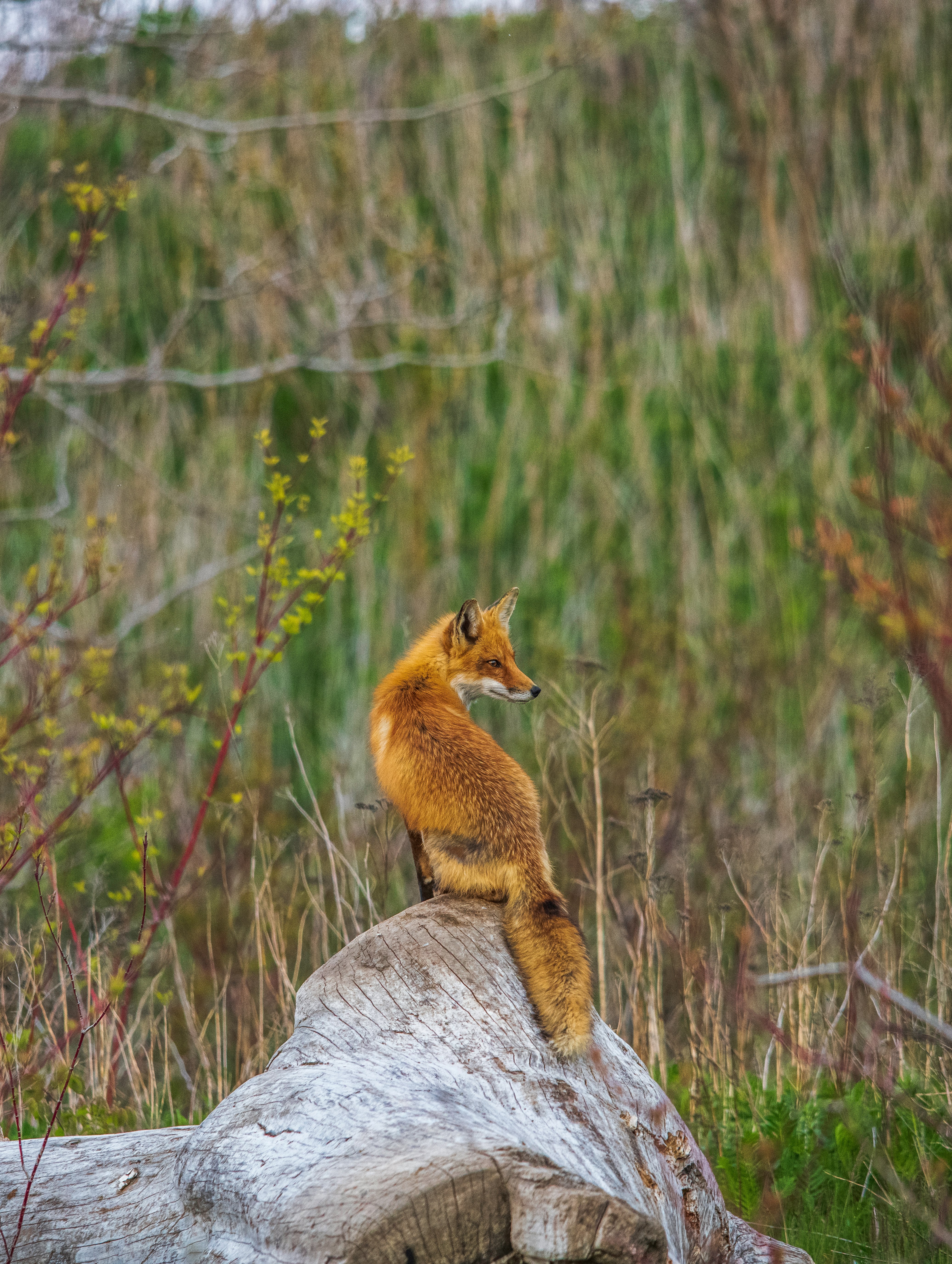 brown fox on gray rock